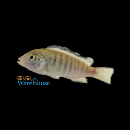 White Lab Cichlid (Labidochromis caeruleus)