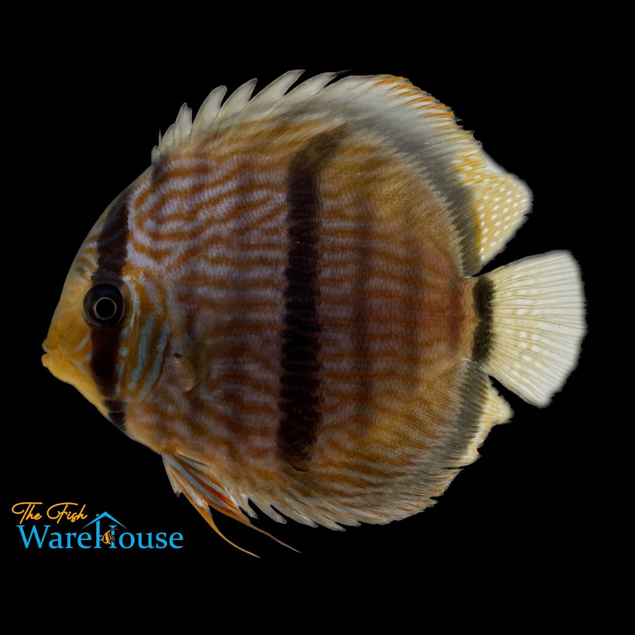 Cross Heckel Discus (Symphysodon discus 'Nova Olinda')