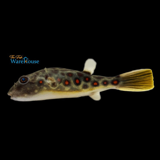 Cross River Puffer (Tetraodon pustulatus)