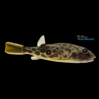 Cross River Puffer (Tetraodon pustulatus)