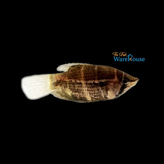 Crossband Chocolate Gourami (Sphaerichthys selatanensis)