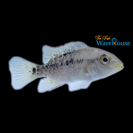 White Labridens Cichlid (Nosferatu pame)