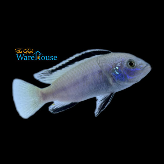 White Lab Cichlid (Labidochromis caeruleus)