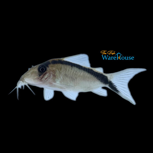 Super Skunk Cory (Corydoras bethanae)