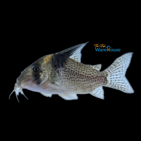 Lightning Bolt Cory (Corydoras CW27)