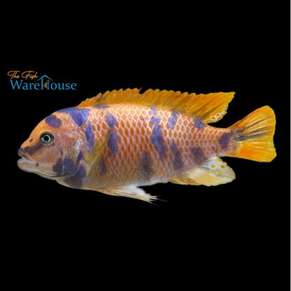 OB Red Zebra Cichlid (Metriaclima estherae ob)