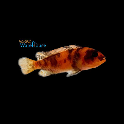 OB Red Zebra Cichlid (Metriaclima estherae ob)