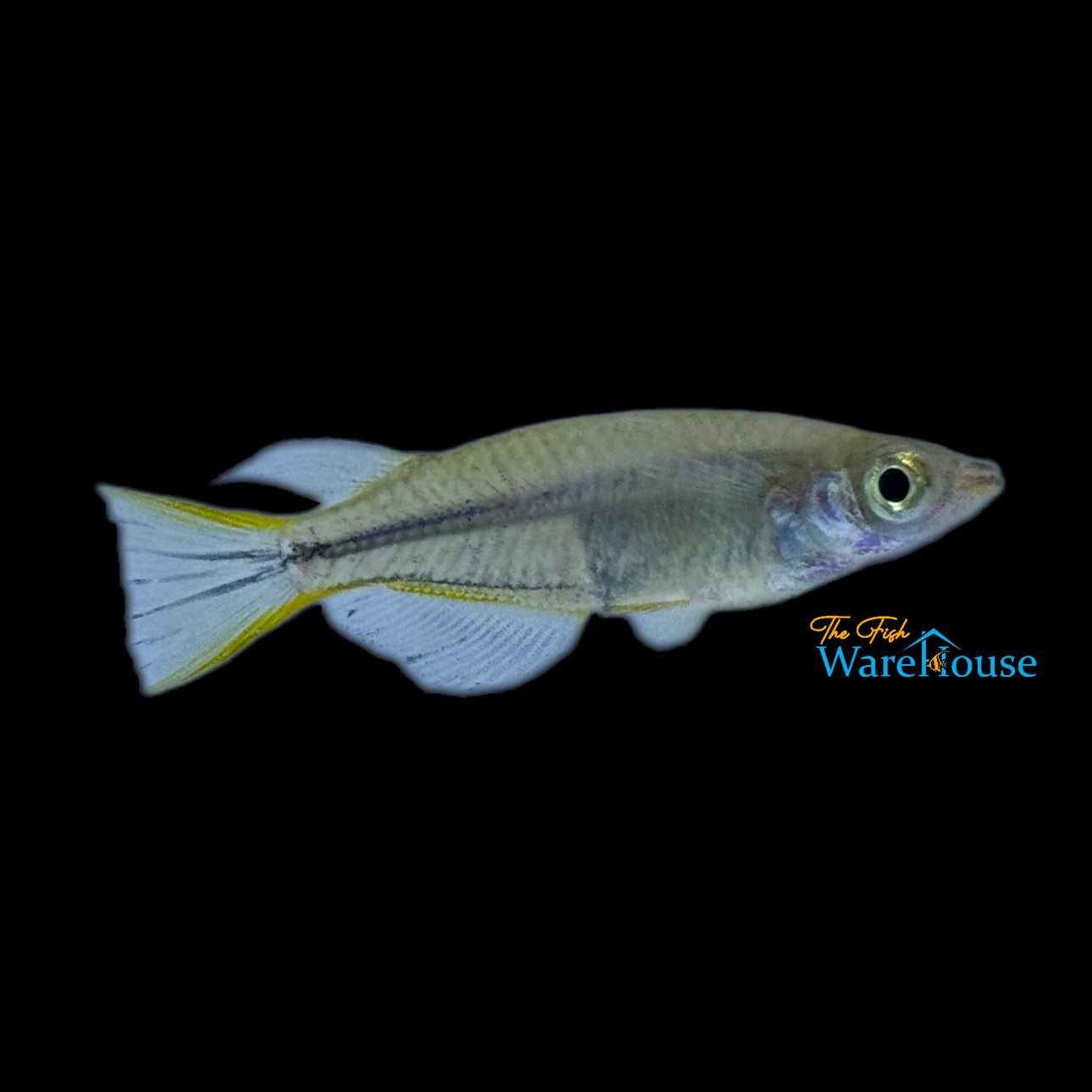 Yellowfin Ricefish (Oryzias profundicola)