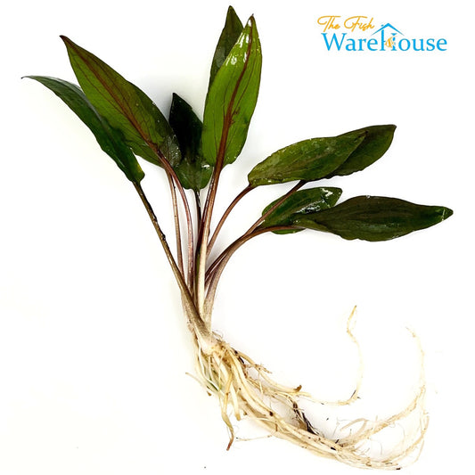 Cryptocoryne Undulata