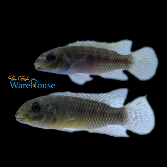 Kribensis Cichlid 'Kienke' (Pelvicachromis taeniatus 'Kienke')