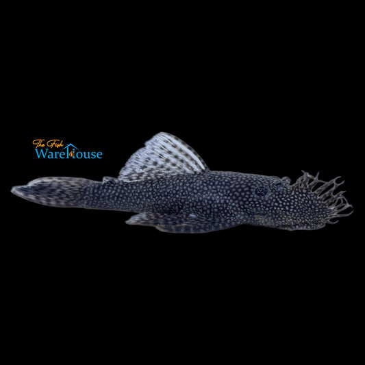 Fine Spotted Bristlenose Pleco (Ancistrus saudades)