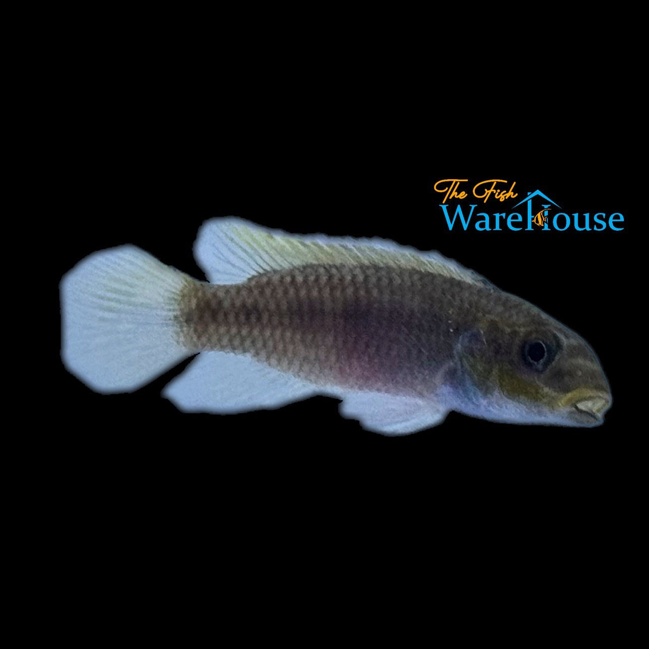 Kribensis Cichlid 'Kienke' (Pelvicachromis taeniatus 'Kienke')