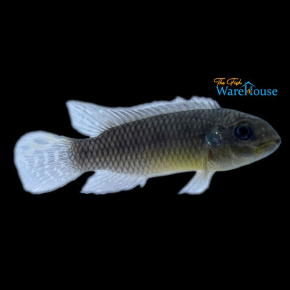 Kribensis Cichlid 'Kienke' (Pelvicachromis taeniatus 'Kienke')