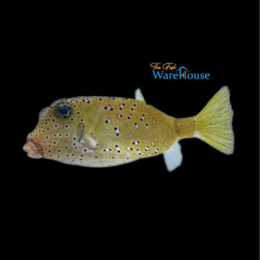 Cubicus Boxfish (Ostracion cubicus)