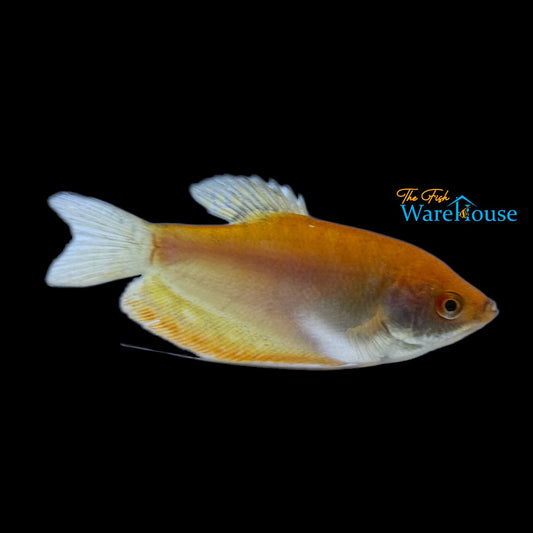 Golden Red Gourami (Trichopodus trichopterus)