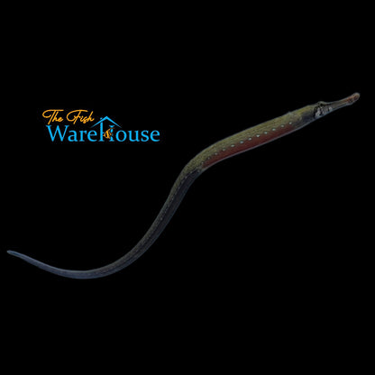 Kaup's African Freshwater Pipefish (Enneacampus kaupi)