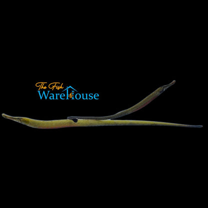 Kaup's African Freshwater Pipefish (Enneacampus kaupi)