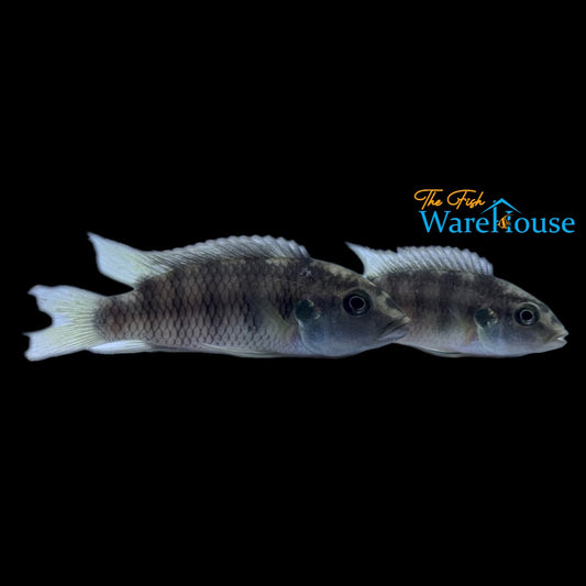 Benitochromis Batesii 'Akok'