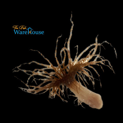 Curlique Anemone (Bartholomea annulata)