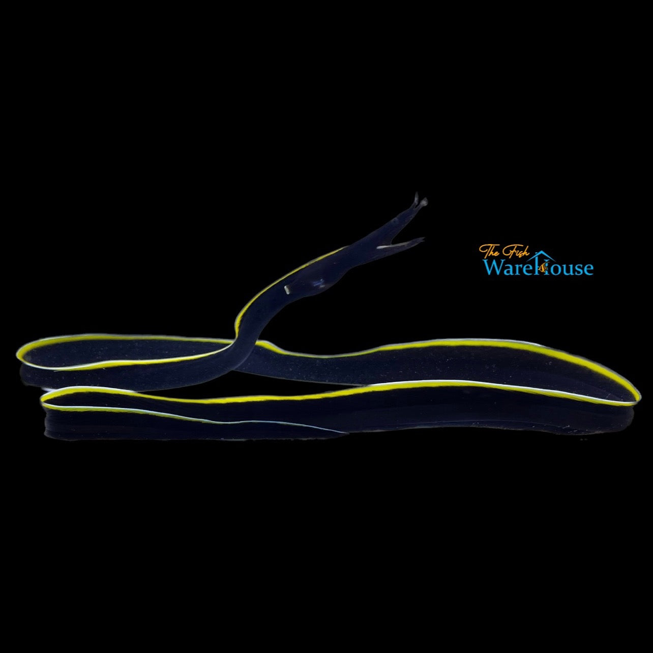 Black Ribbon Eel (Rhinomuraena quaesita)