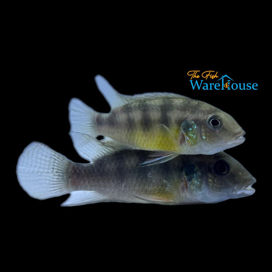 Benitochromis Uffermani 'Mundemba'