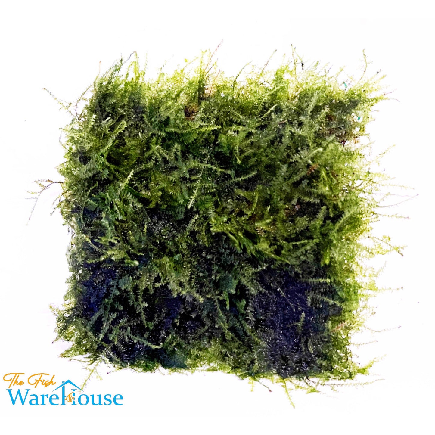 Weeping Moss (Vesicularia ferriei)