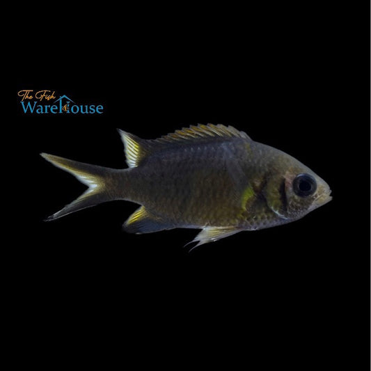 Weber's Chromis (Chromis weberi)