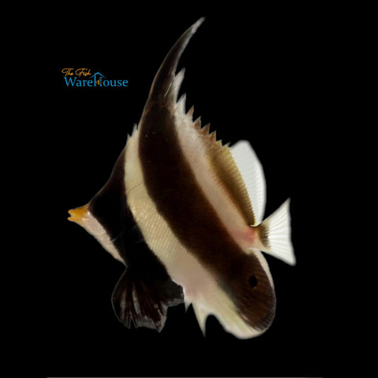 Threeband Pennant Bannerfish (Heniochus chrysostomus)