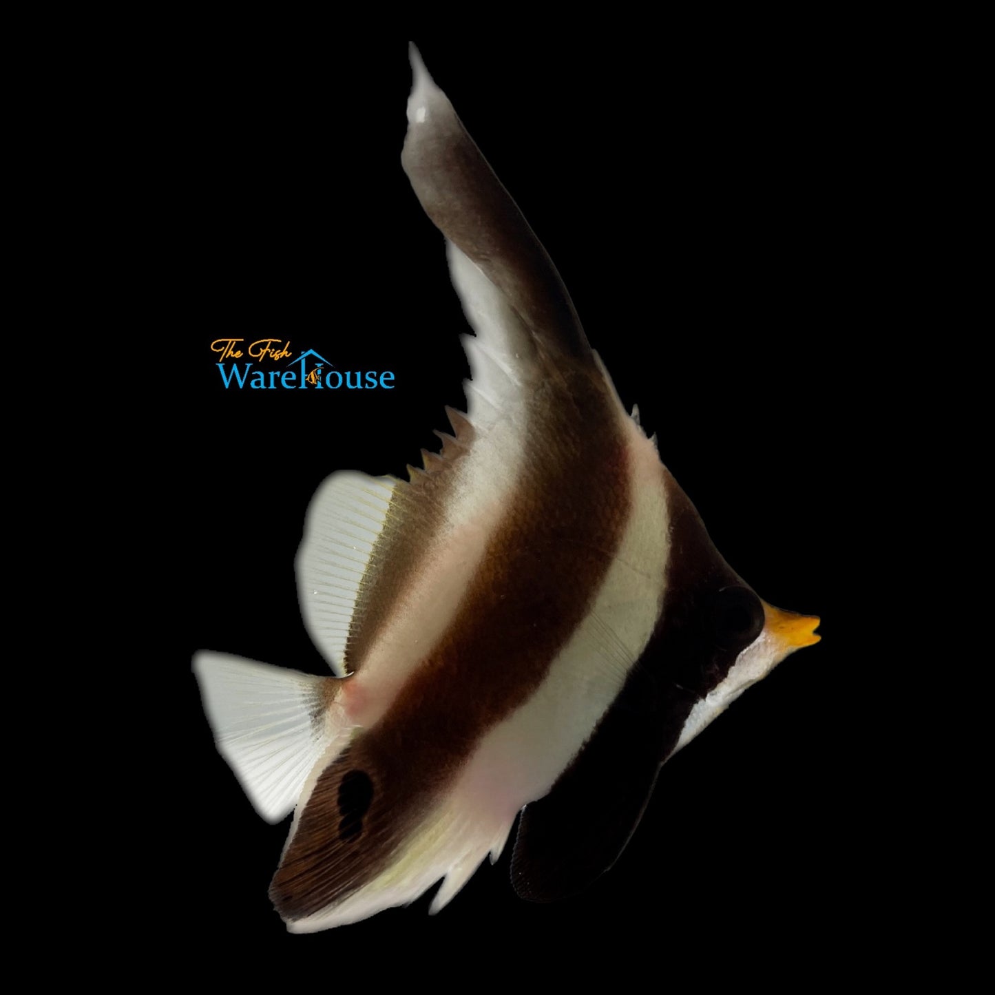 Threeband Pennant Bannerfish (Heniochus chrysostomus)