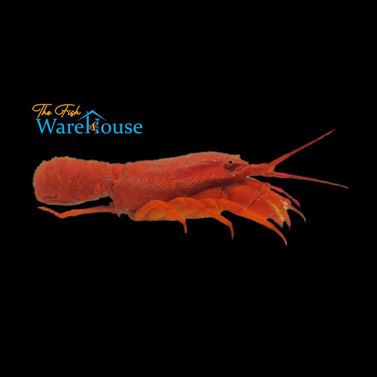 Red Furry Lobster (Palinurellus wieneckii)