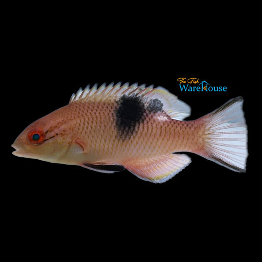 Blackbar Hogfish (Bodianus speciosus)