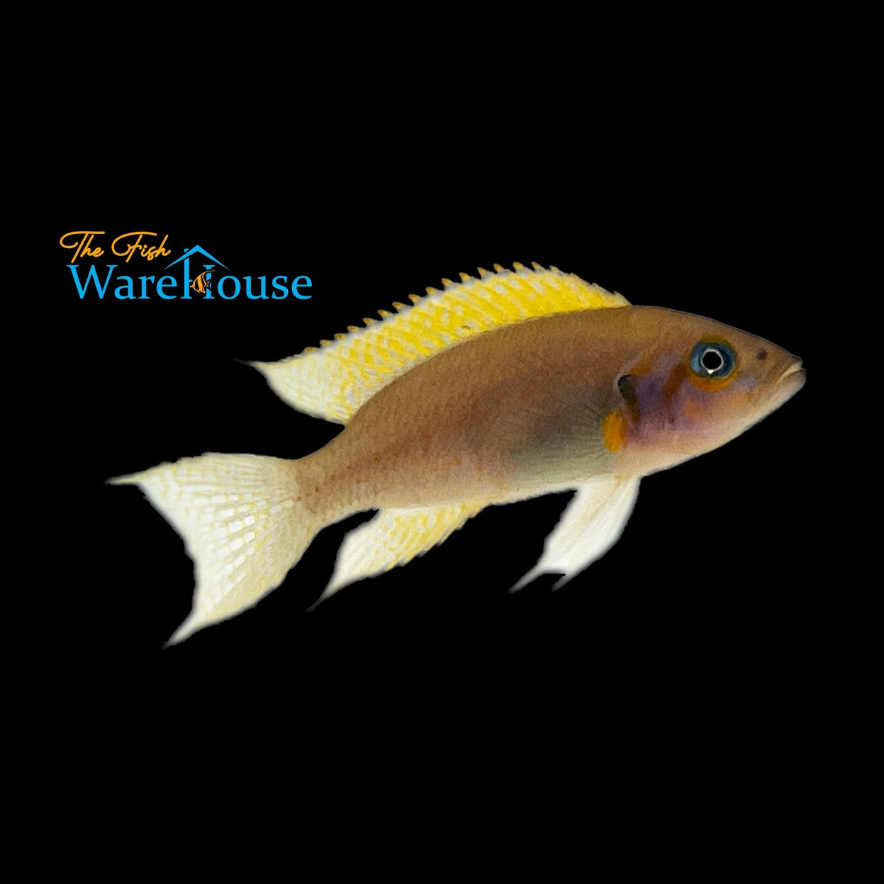 Daffodil Cichlid (Neolamprologus pulcher)