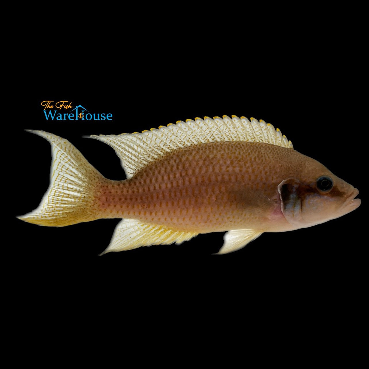 Daffodil Cichlid (Neolamprologus pulcher)