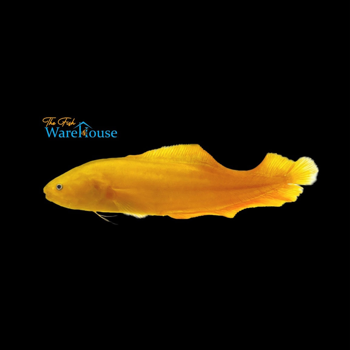 Yellow Lycopod Cusk Eel (Diancistrus fuscus)