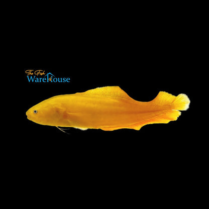 Yellow Lycopod Cusk Eel (Diancistrus fuscus)