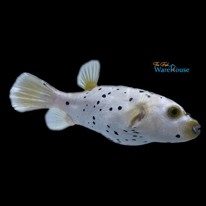 Dalmatian Dogface Puffer (Arothron nigropunctatus)