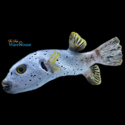 Dalmatian Dogface Puffer (Arothron nigropunctatus)