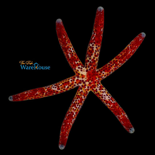 Dalmatian Linckia Starfish (Linckia multifora)