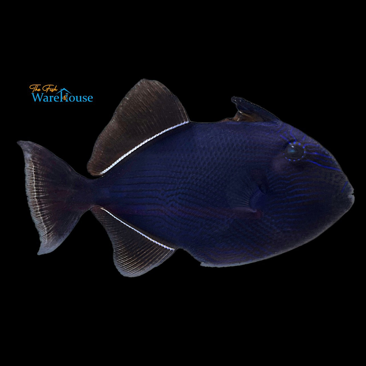 Hawaiian Black Trigger (Melichthys niger)