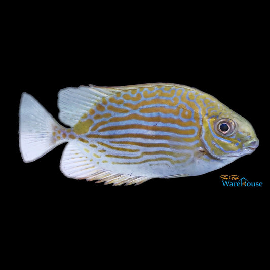 Gold Line Rabbitfish (Siganus lineatus)