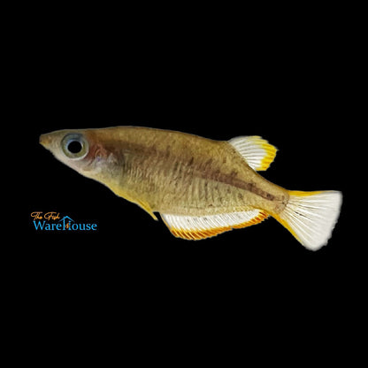 Yellowfin Ricefish (Oryzias profundicola)