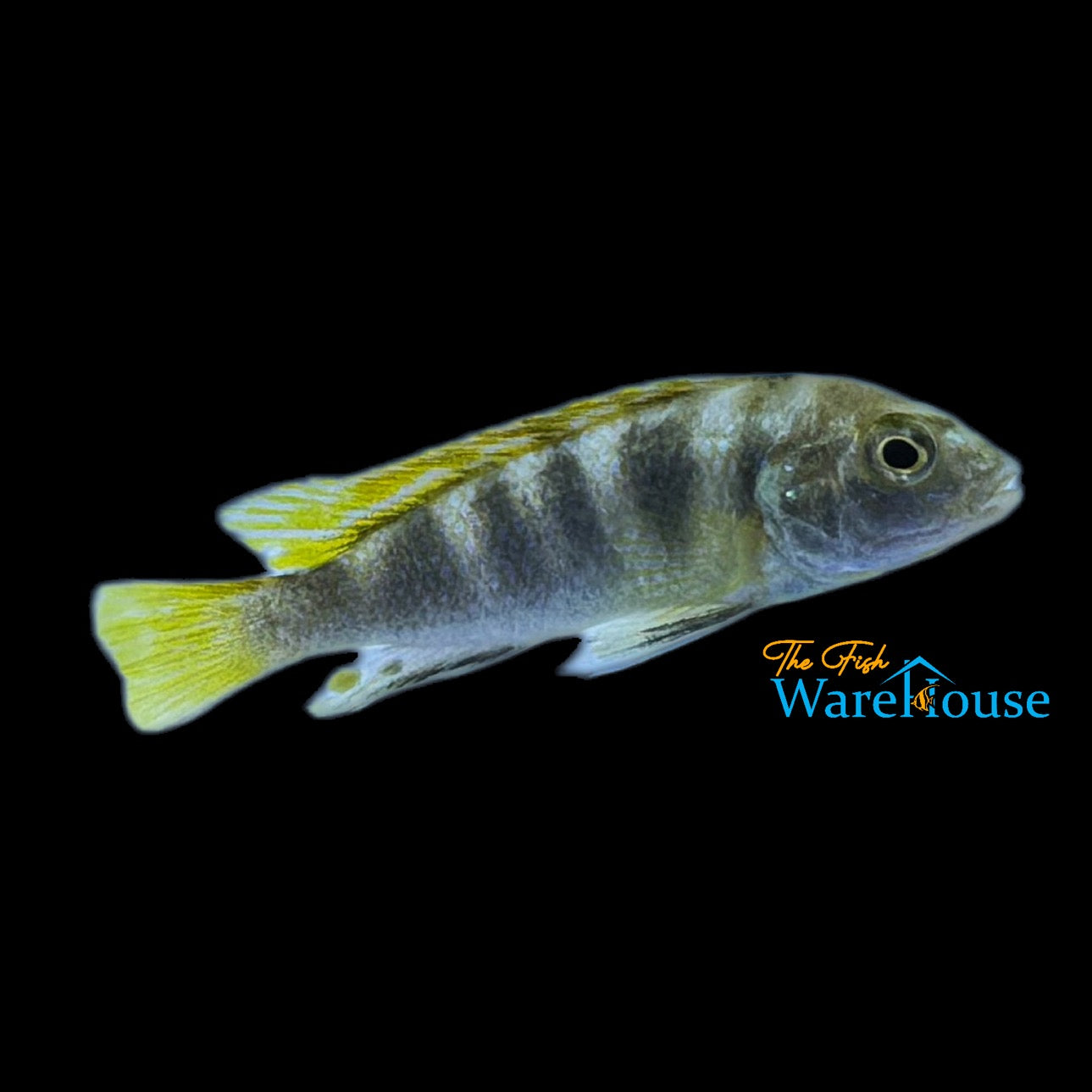 Perlmutt Cichlid (Labidochromis perlmutt)