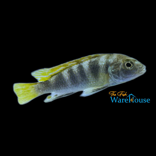 Perlmutt Cichlid (Labidochromis perlmutt)