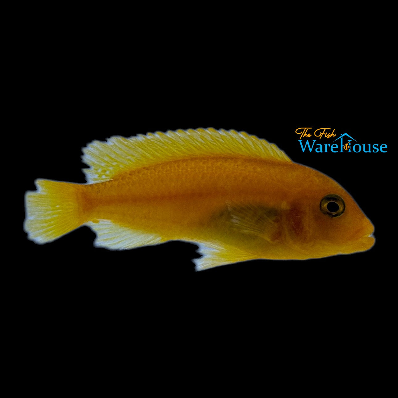 Red Zebra Cichlid (Metriaclima estherae)