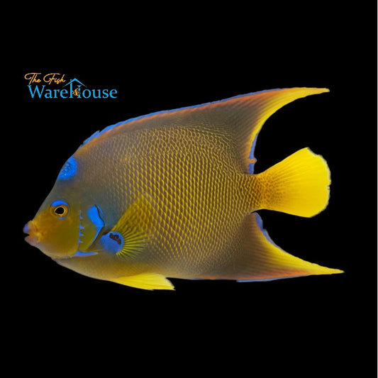 Townsend Angelfish - Adult (Holacanthus ciliaris x Holacanthus bermudensis)