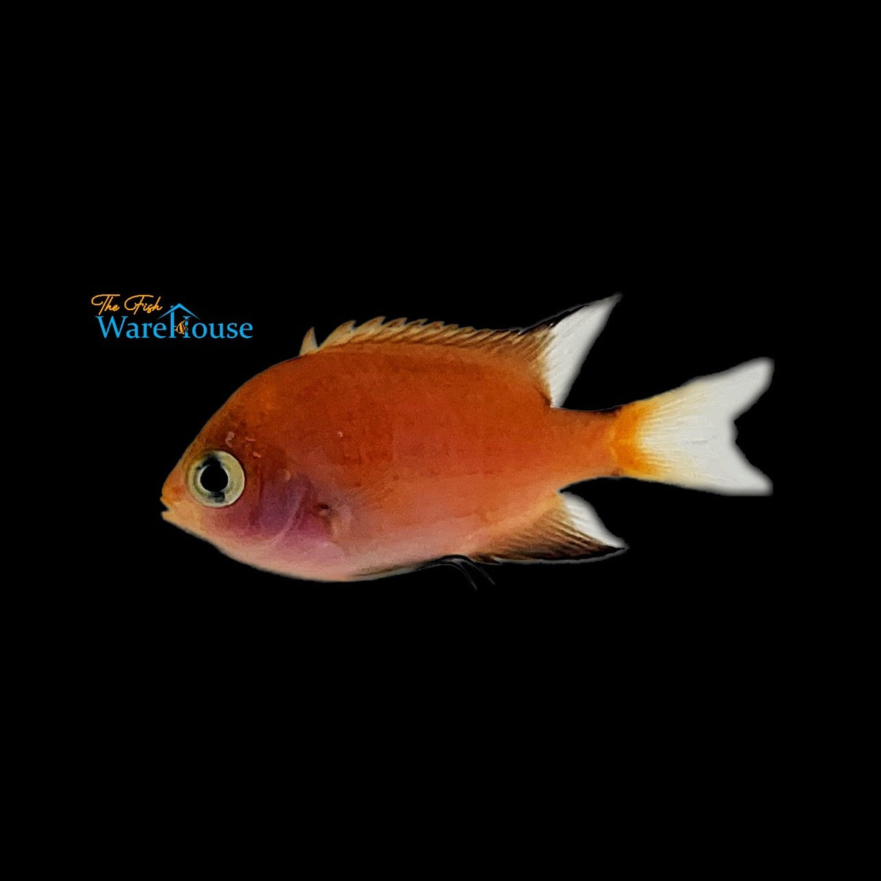 Darkfin Chromis (Pycnochromis atripes)