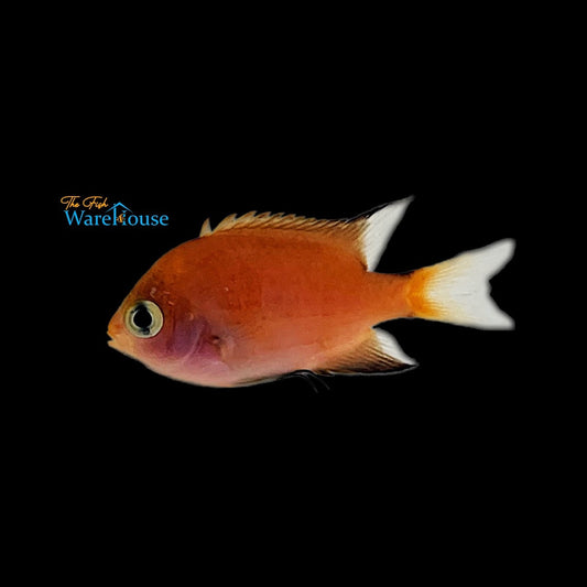 Darkfin Chromis (Pycnochromis atripes)