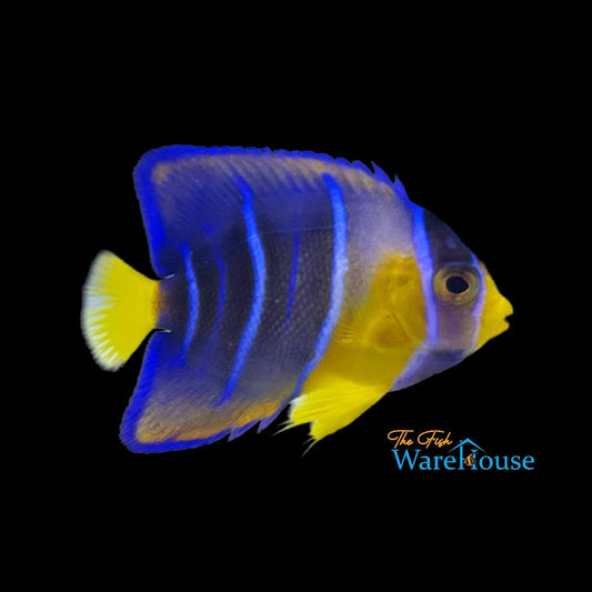 Townsend Angelfish - Juvenile (Holacanthus ciliaris x Holacanthus bermudensis)