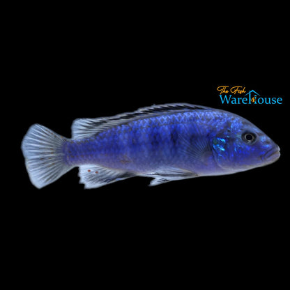 Exasperatus Cichlid (Labidochromis joanjohnsonae)