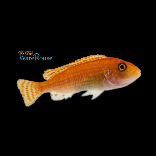 Red Exasperatus Cichlid (Labidochromis joanjohnsonae red)